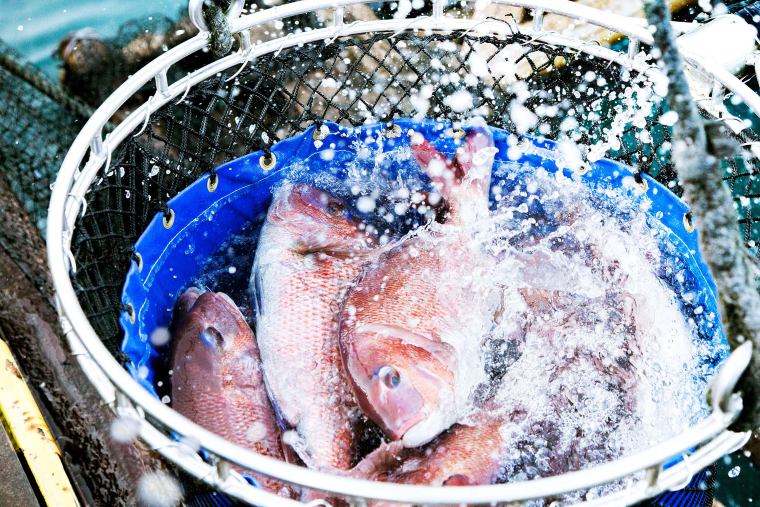 M378　紀州梅まだい３尾（鮮魚）