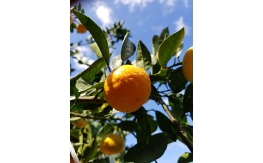 M249　かねよし農園みかん５ｋｇ　Ｌサイズ