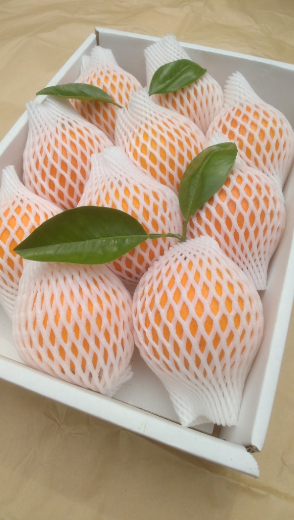 M009　樹上熟成ネーブル　約２．５ｋｇ