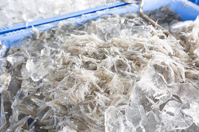 M141　釜揚げしらす