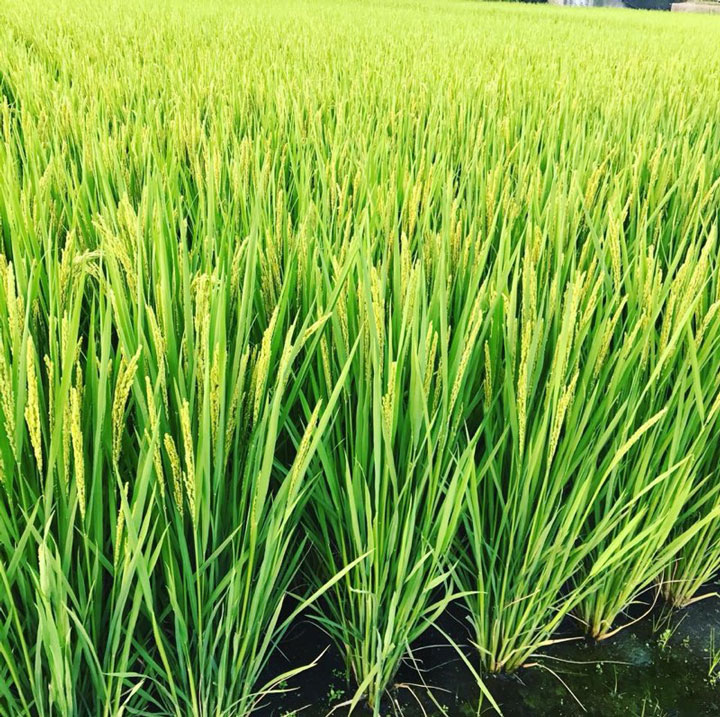 M177　グルテンフリープレミア米粉食パン結パン