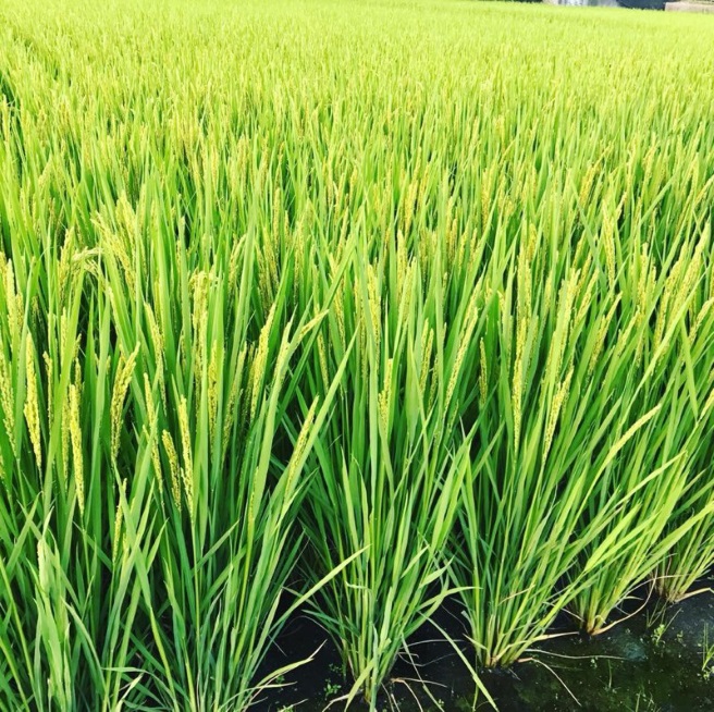 M319　グルテンフリープレミア米粉食パン結パン