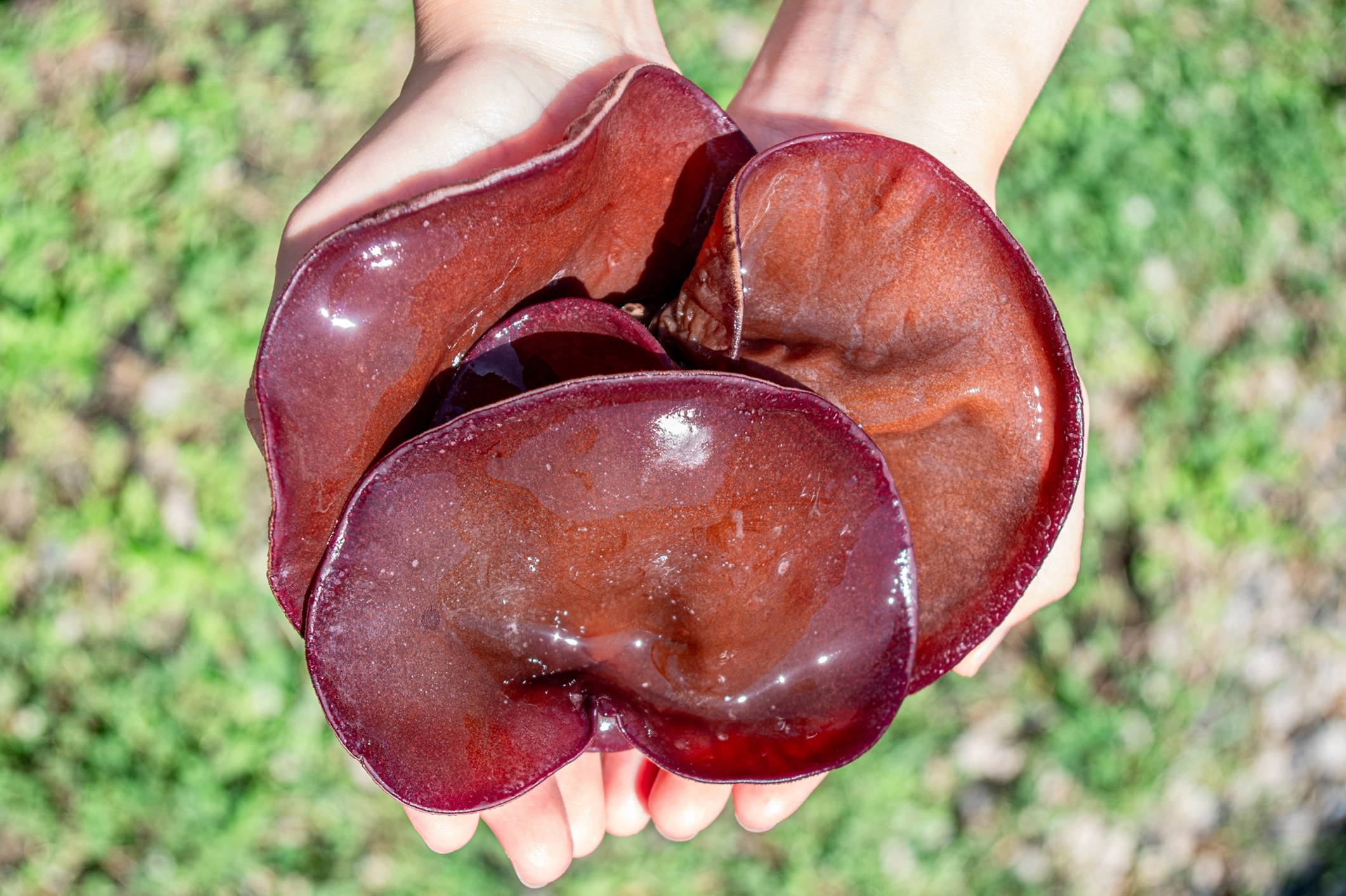 M012　「夢のきくらげ」白いきくらげ・あらげきくらげセット１