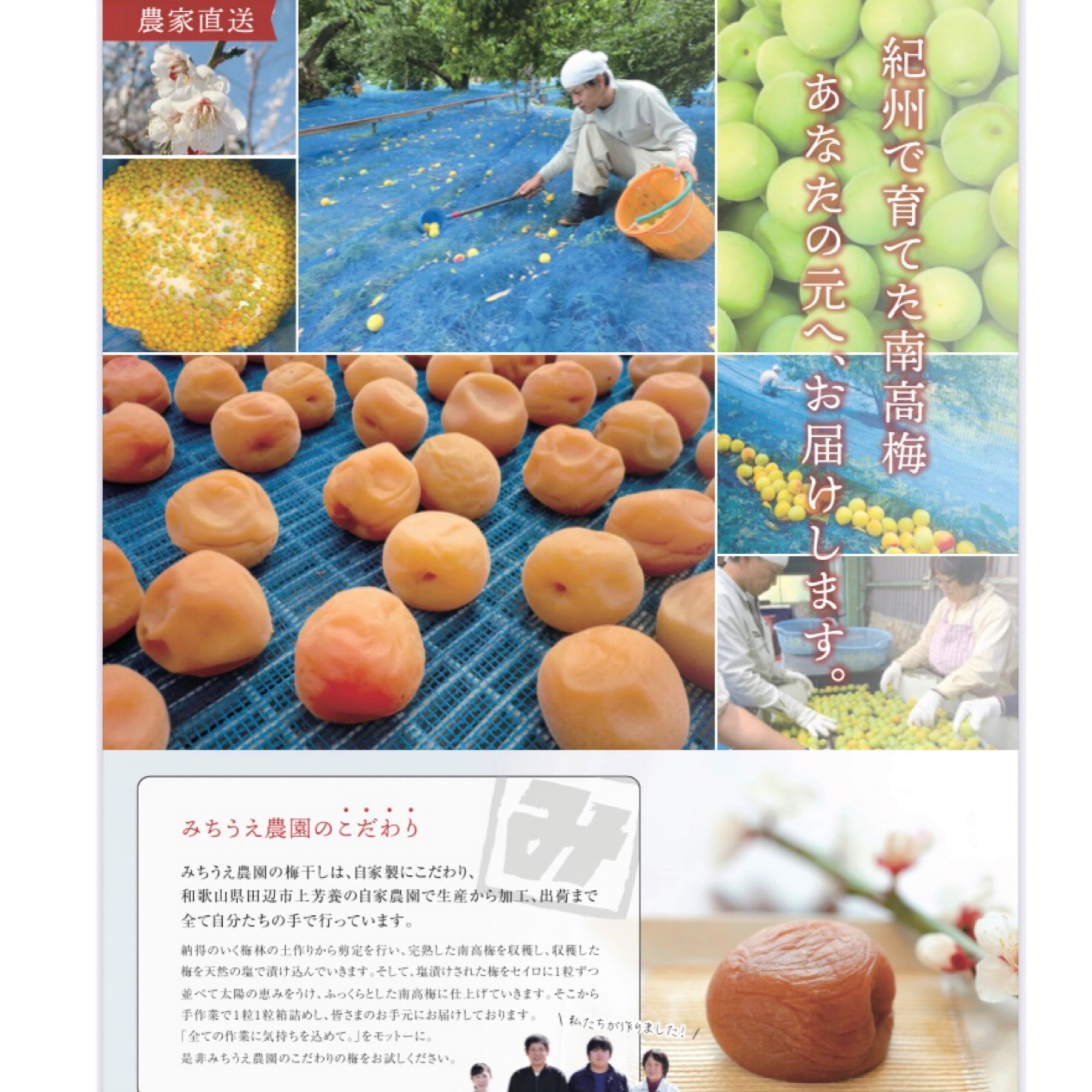 M061　紀州南高梅（白干梅）１ｋｇ入