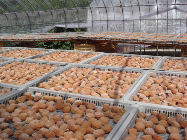 M066　紀州南高梅しそ塩分約１５％