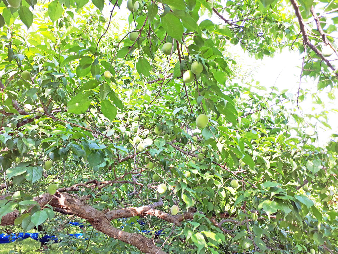 M070　紀州完熟南高梅　あっさり白龍