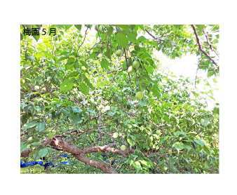 M071　紀州完熟南高梅　和み梅