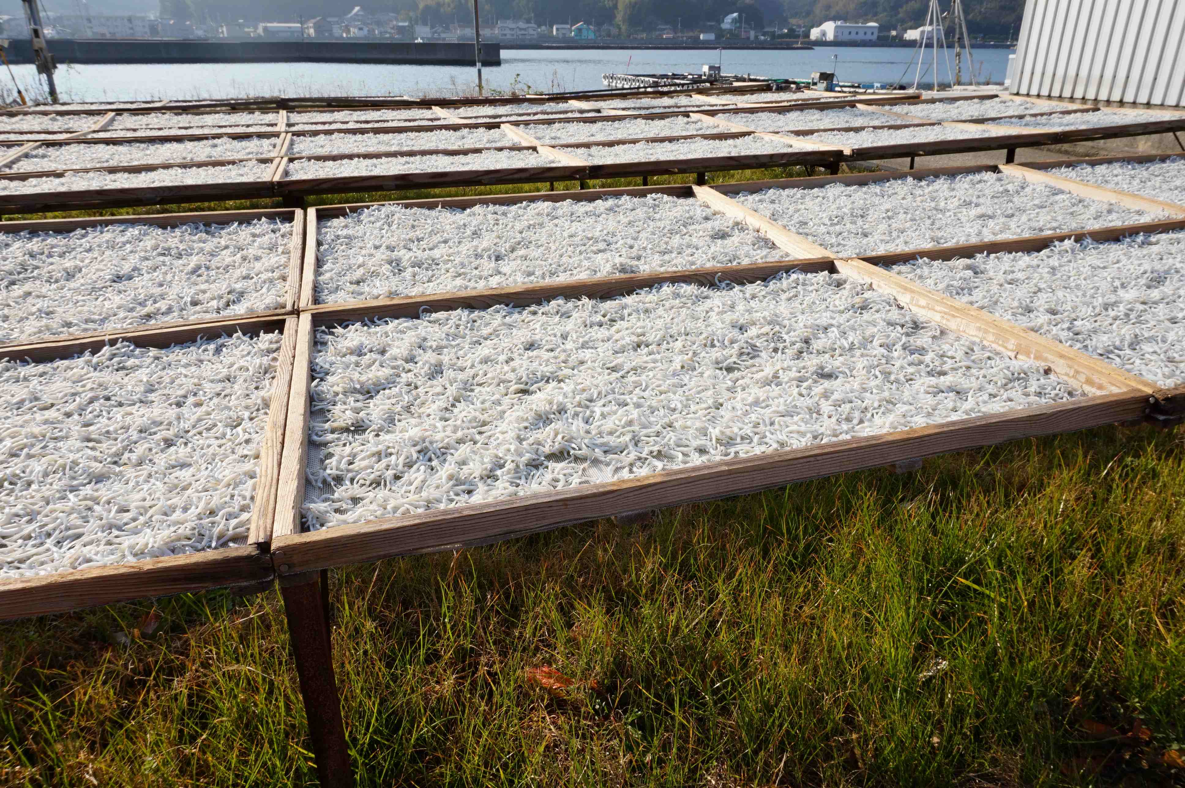 M140　特撰上干ちりめん　５００ｇ