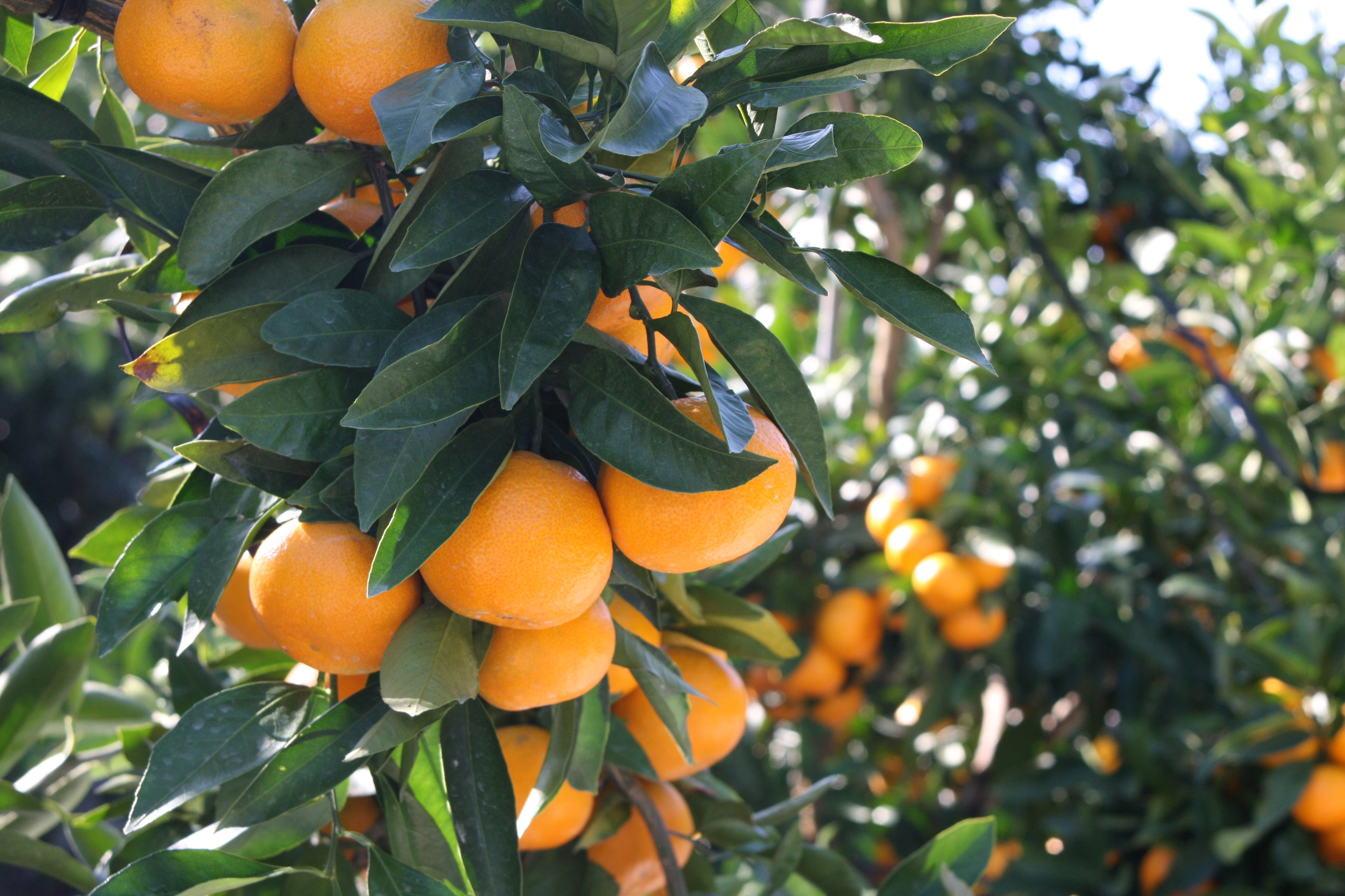 M248　滝橘園のみかん（田口早生）