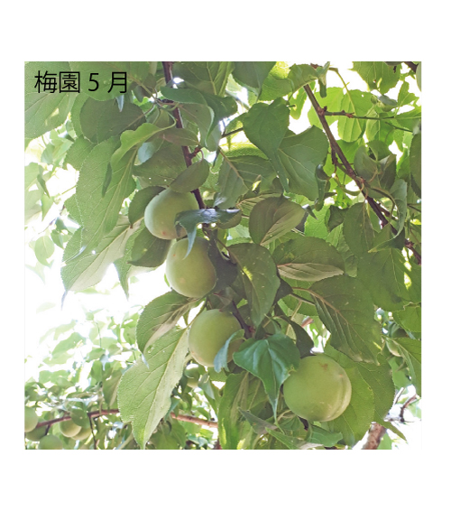 M275　紀州完熟南高梅　特別の日の梅干・二段重