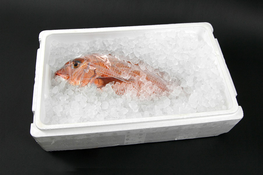 M291　紀州梅まだい２尾（鮮魚）