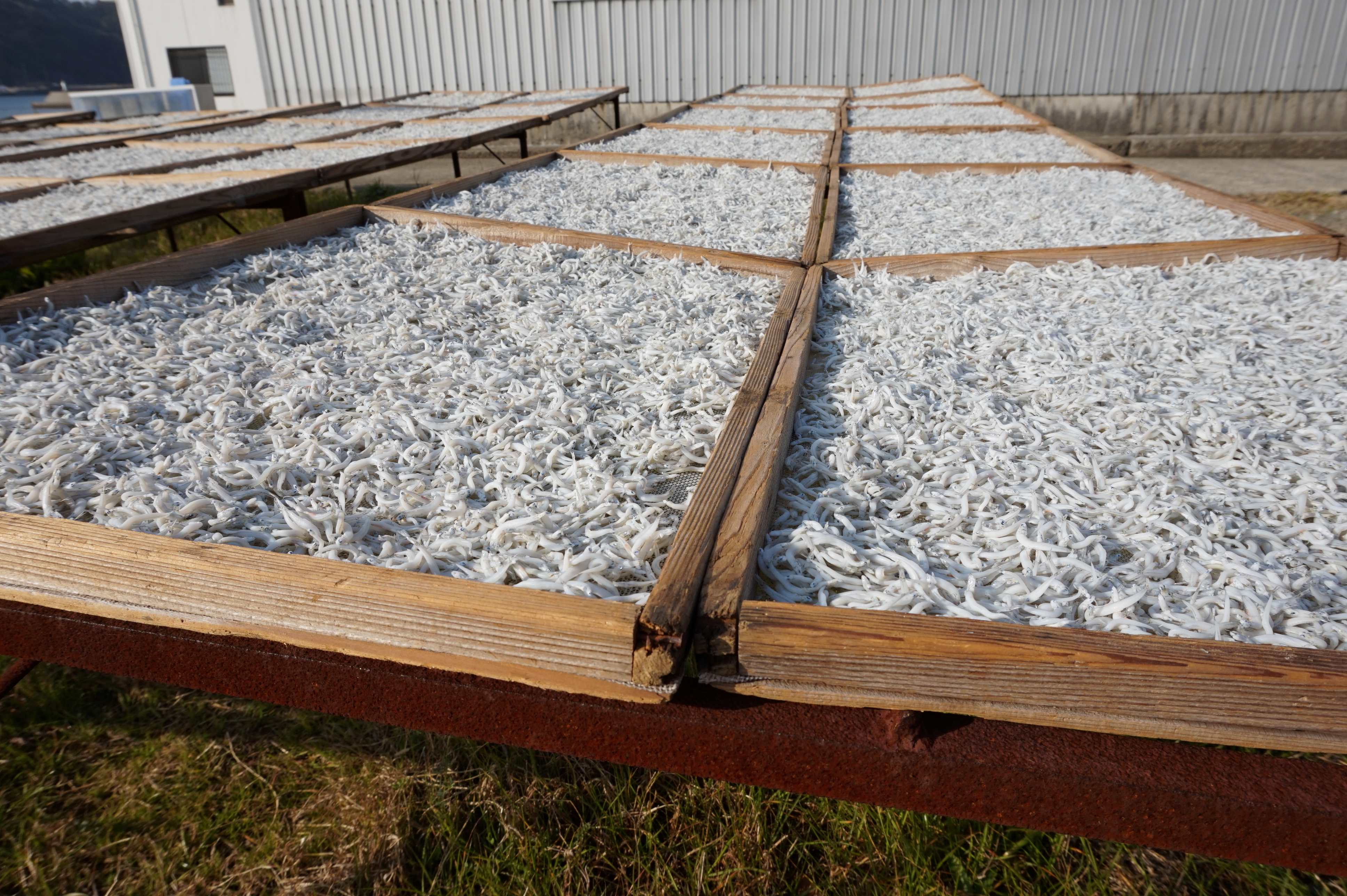 M295　特撰上干ちりめん　１ｋｇ