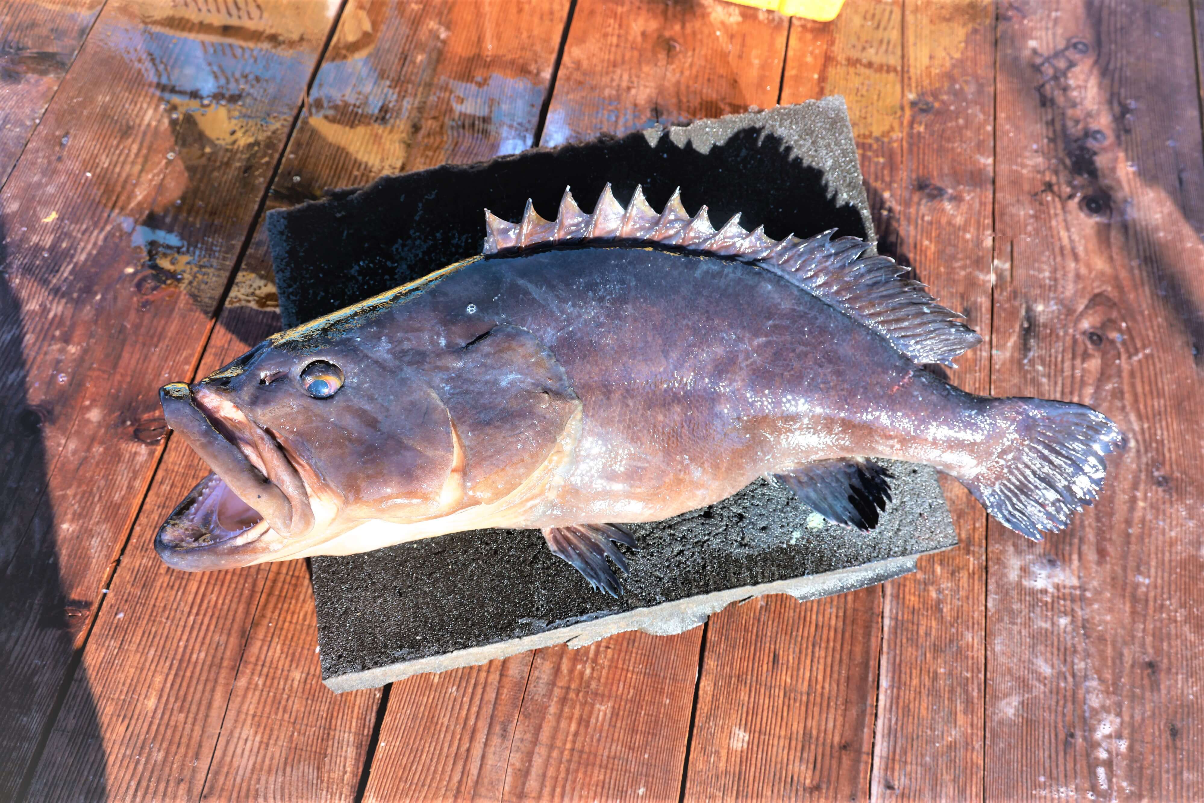 M432　紀州梅くえ鍋用パック