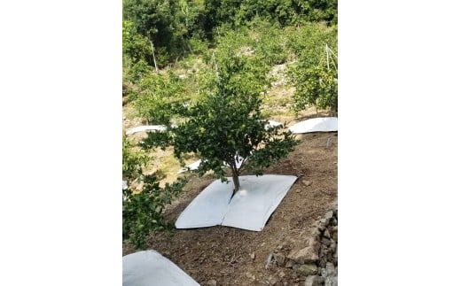 M249　かねよし農園みかん５ｋｇ　Ｌサイズ