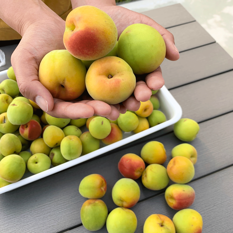 M062　moro moloプレミアセット A