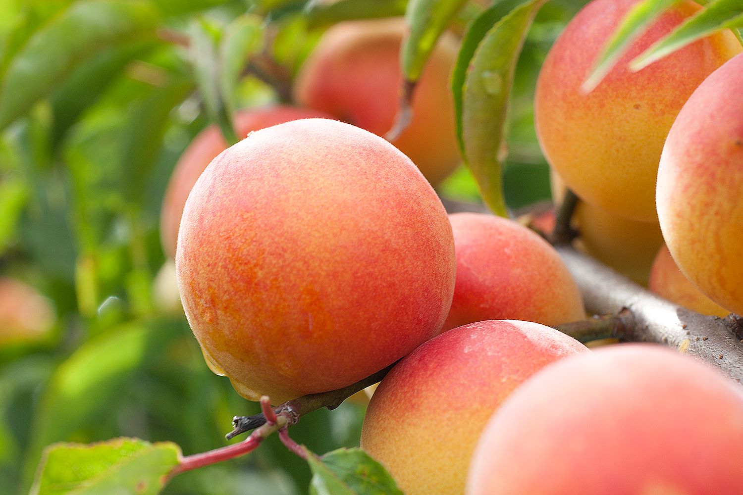 M063　紀州南高梅プレミアム塩分約３％