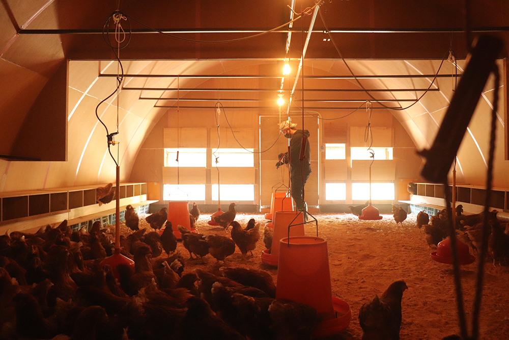 M169　紀州うめたまごと龍神コッコたまごセット