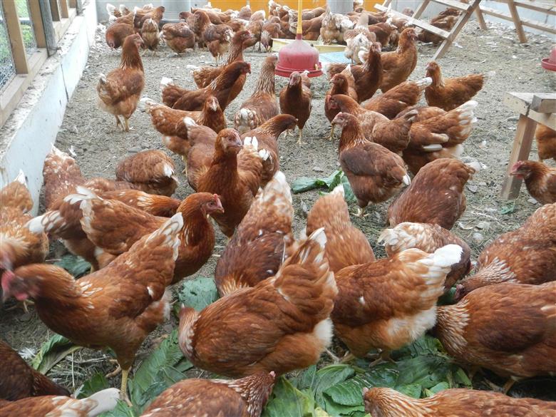 M170　龍神コッコの小さなたまご10個入り×3パック