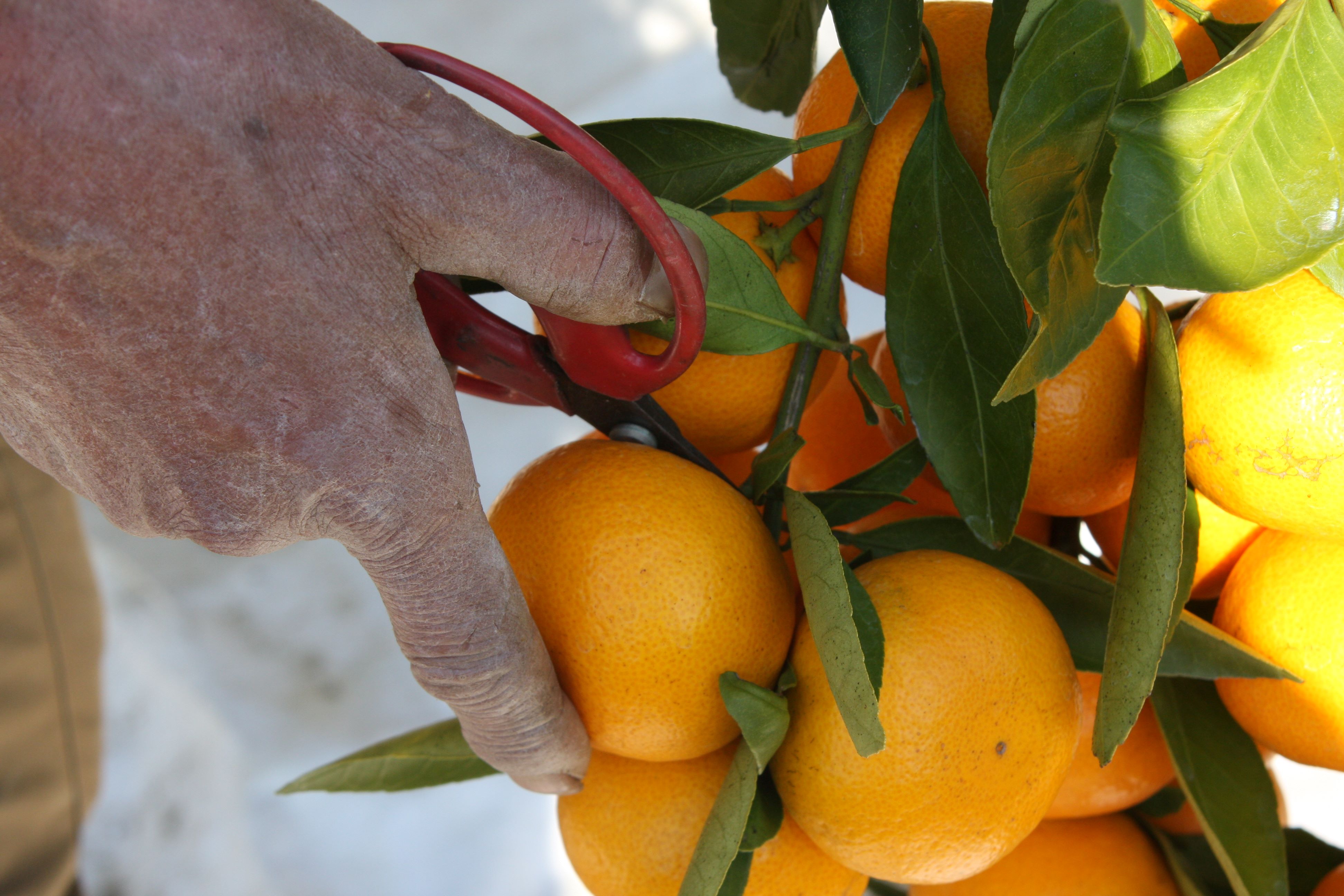 M248　滝橘園のみかん（田口早生）