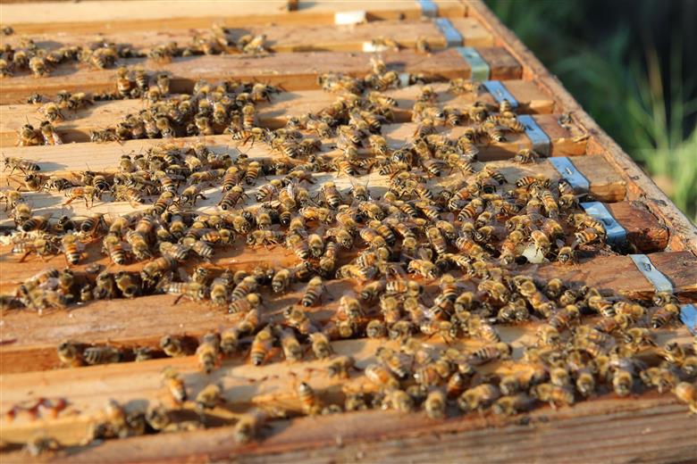 M400　蜜柑蜂蜜　３００ｇ×５瓶