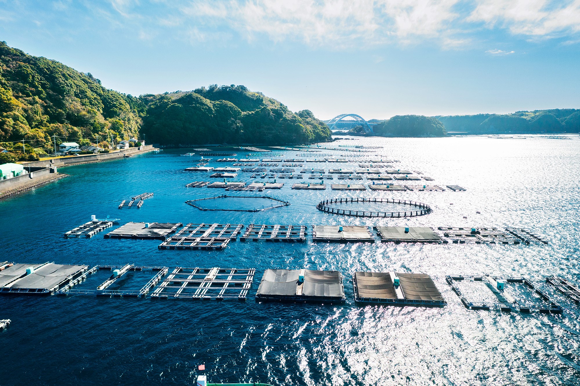 M431　紀州梅まだいのフィーレ（２尾分）