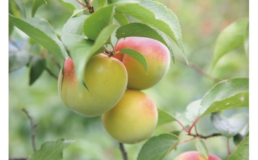 M023　ぷらむ工房あじわい梅干セット