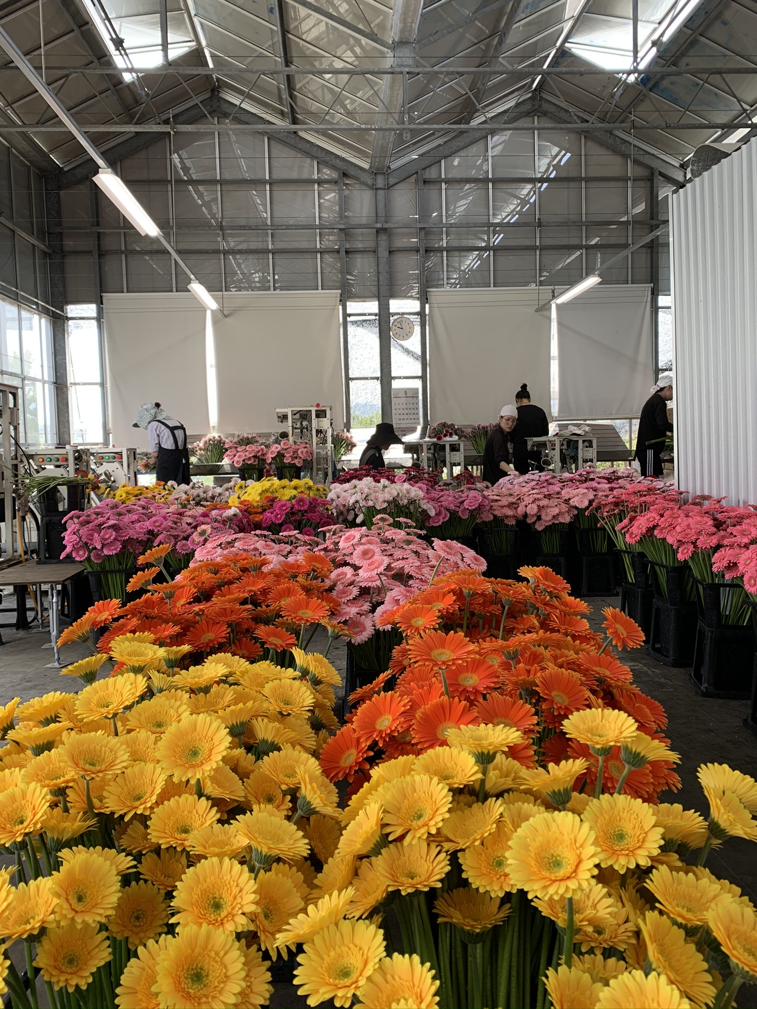 M014　元気なガーベラ２０本セット