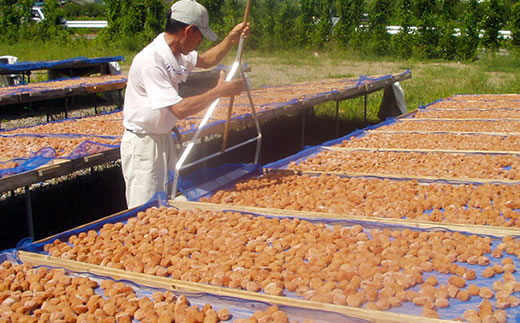 M035　紀州南高梅　猿梅ひかえめ（塩分６％）