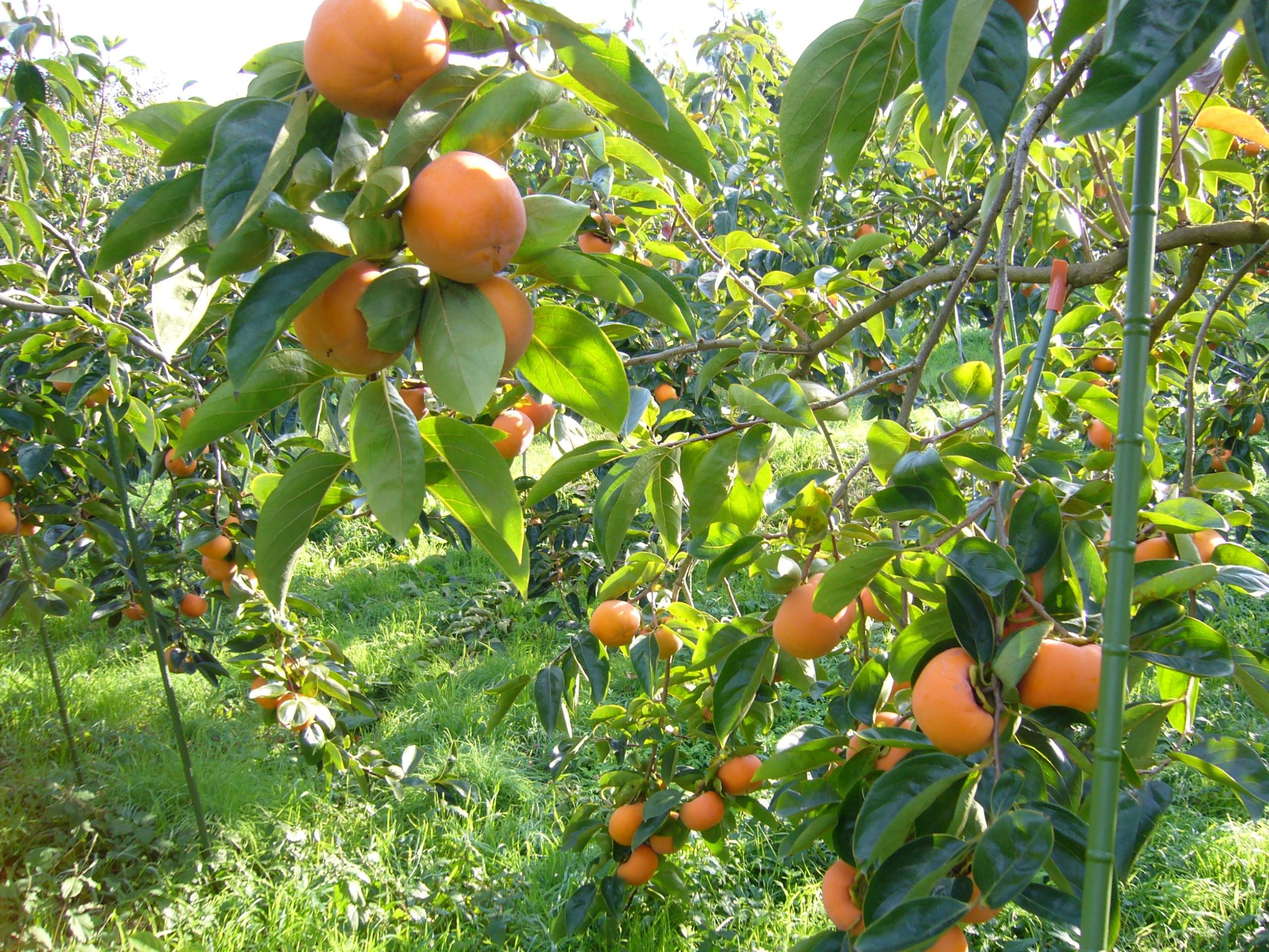 M133　一心農園オリジナル柿アイスの詰め合わせ