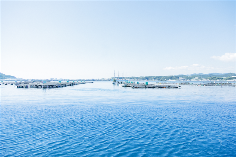 M138　紀州梅まだい１尾（鮮魚）