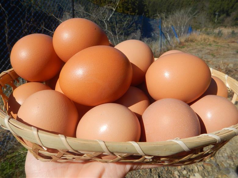 M170　龍神コッコの小さなたまご10個入り×3パック