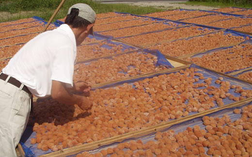 M263　猿梅の梅干しセット（５５０ｇ×２種類）