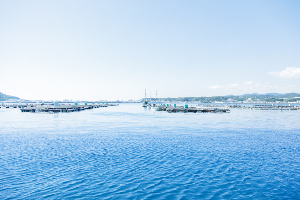 M291　紀州梅まだい２尾（鮮魚）