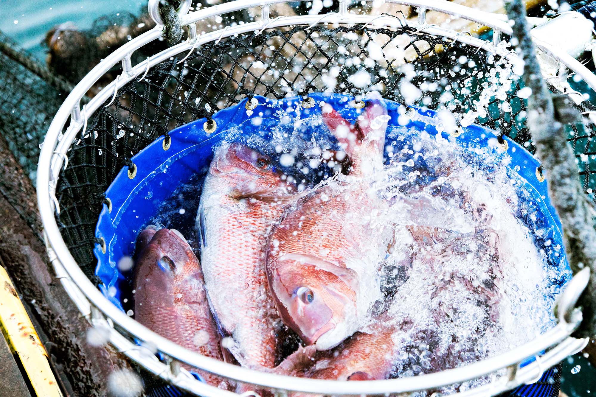 M293　紀州梅まだいしゃぶしゃぶセット（じゃばらポン酢付き）