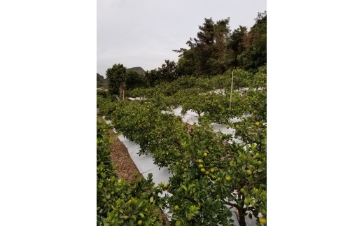 M249　かねよし農園みかん５ｋｇ　Ｌサイズ