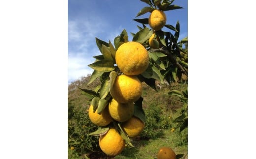 M125　紀州かつらぎ山のジャバラプレミア和歌山セット