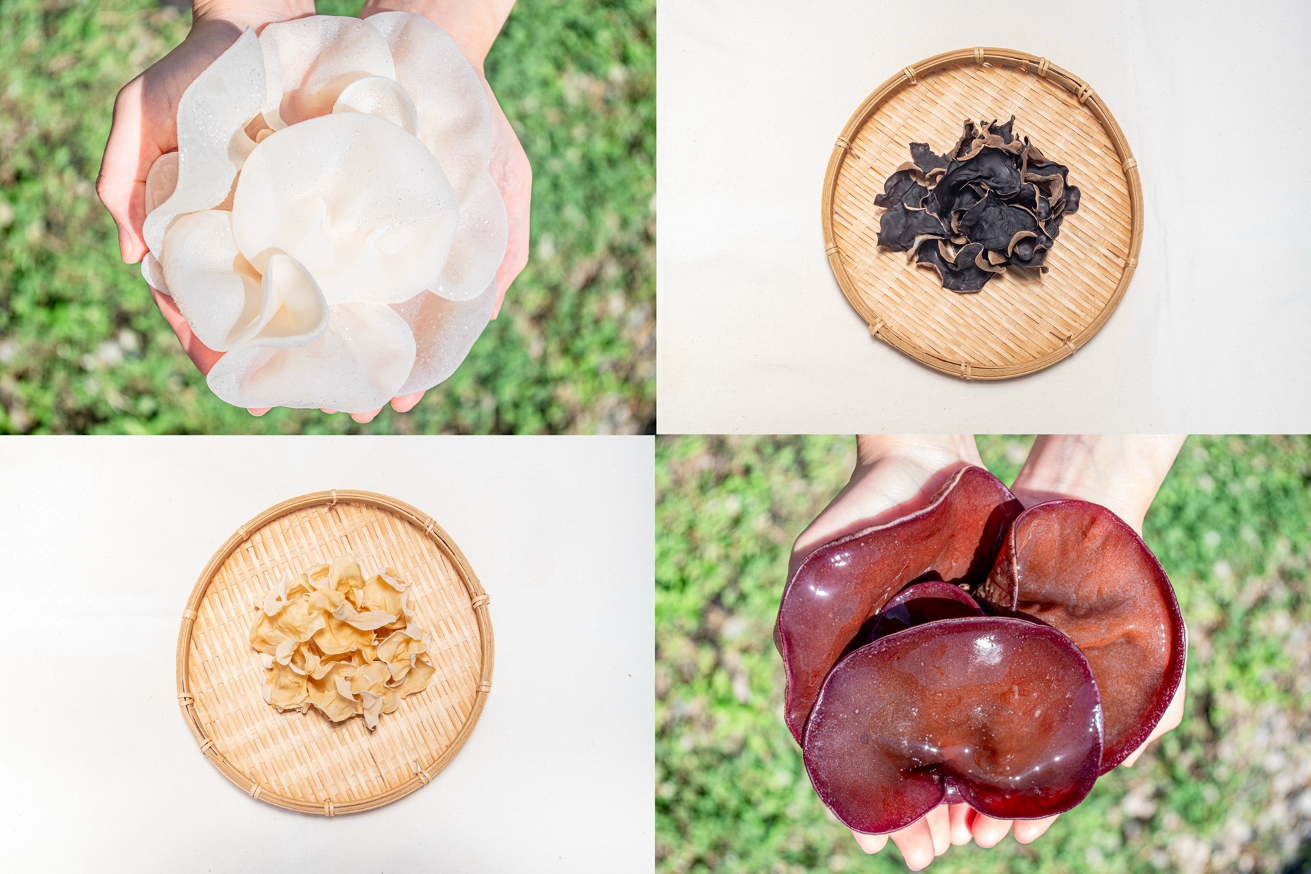 M012　「夢のきくらげ」白いきくらげ・あらげきくらげセット１