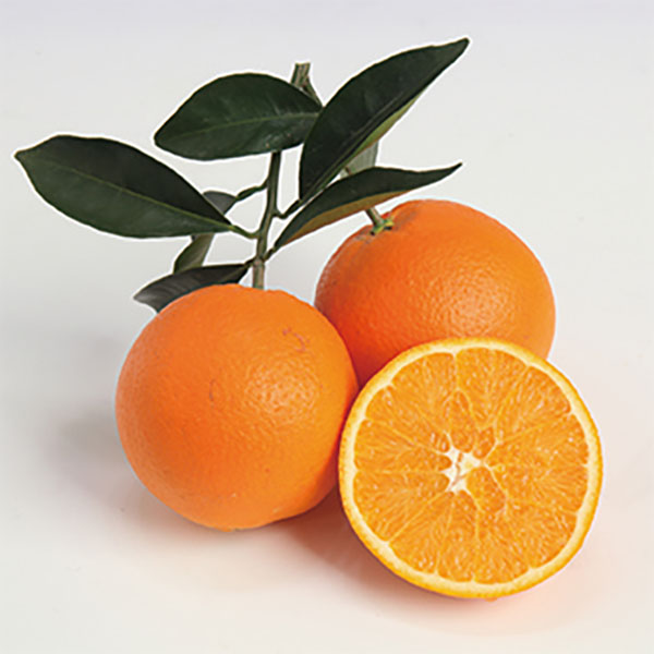 M253　樹上熟成ネーブル　５ｋｇ