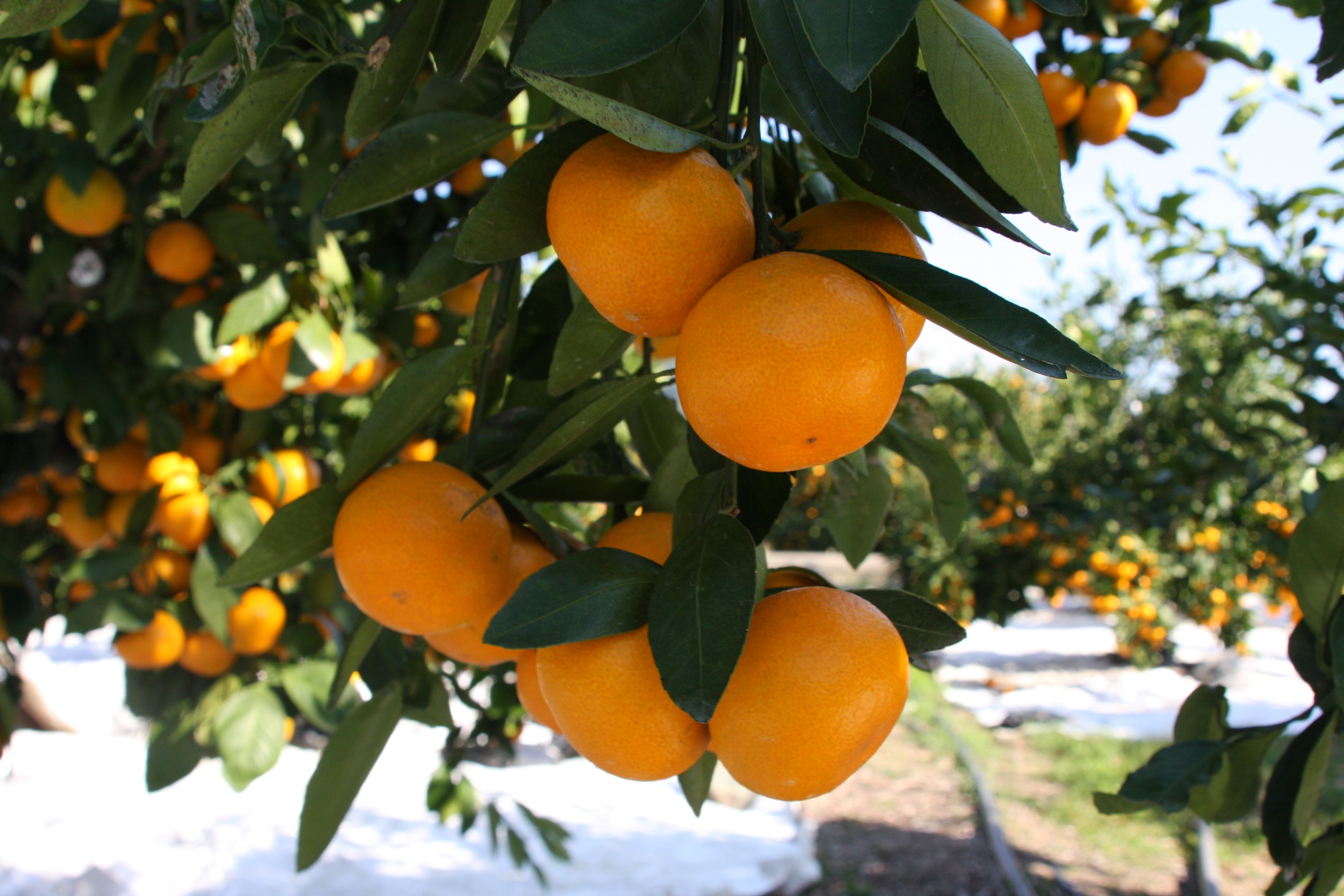 M248　滝橘園のみかん（田口早生）