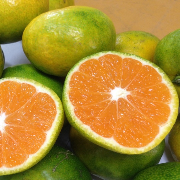 和歌山産 みかん 秀品 10kg【ヤマタ大谷商店】