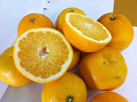 和歌山産 八朔 秀品 10kg【ヤマタ大谷商店】