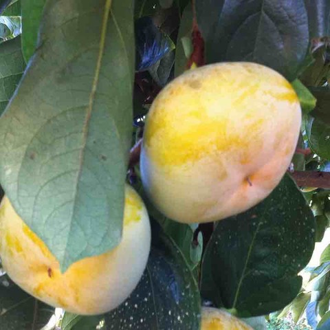 和歌山産 たねなし柿 10kg (5kg×2箱)