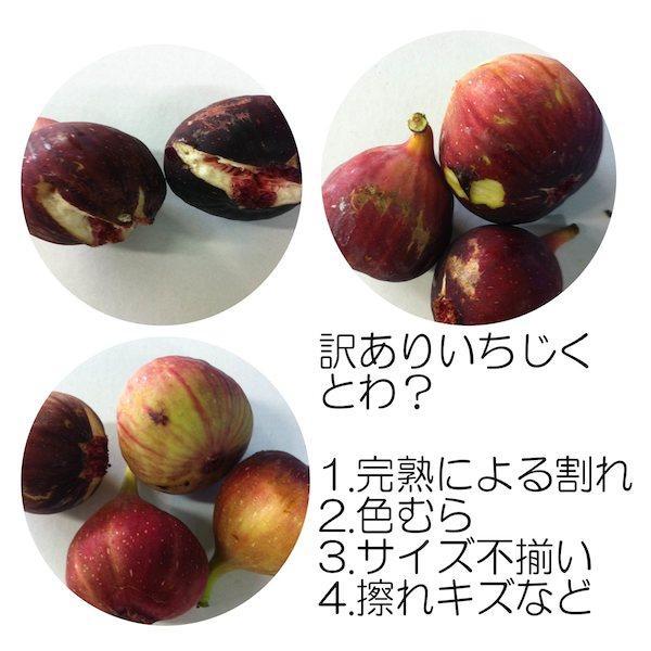 和歌山産 【訳あり】 いちじく  (サイズ不揃い、傷あり) 1.2kg(400g×3パック)