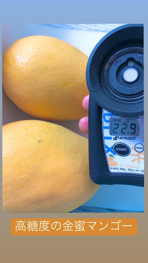 ★2025年発送分★紀州完熟マンゴー『吉玉』【ご家庭用訳ありマンゴー1kg】