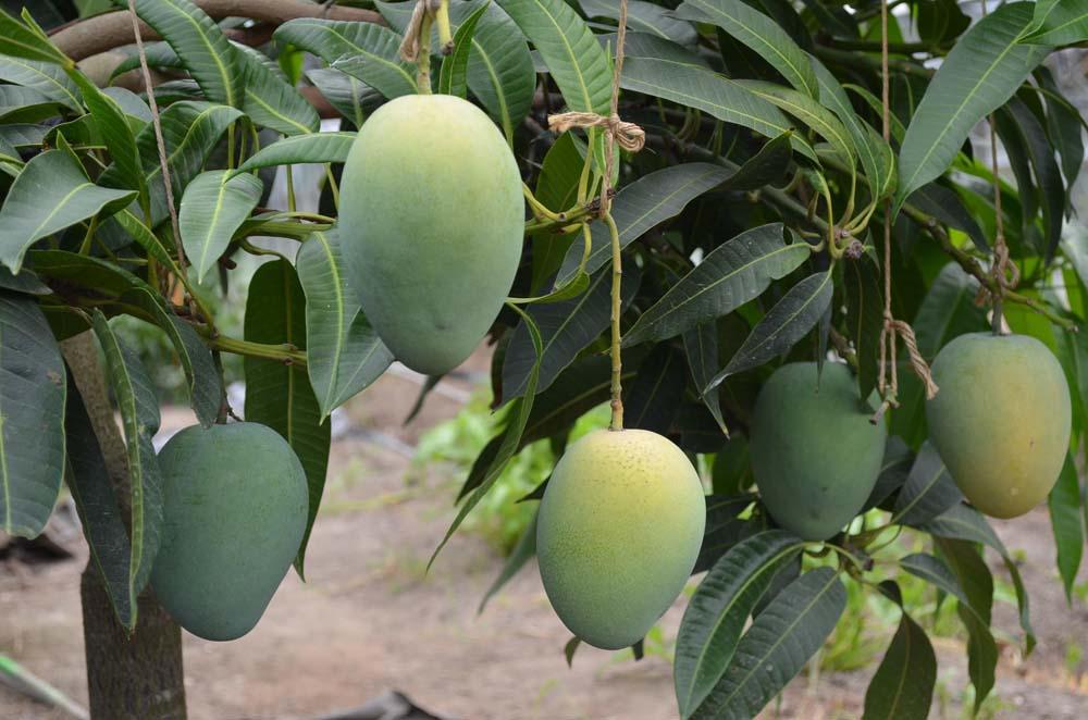 激レア マンゴー 金蜜 約1kg 和歌山市 2024年8～10月中旬発送