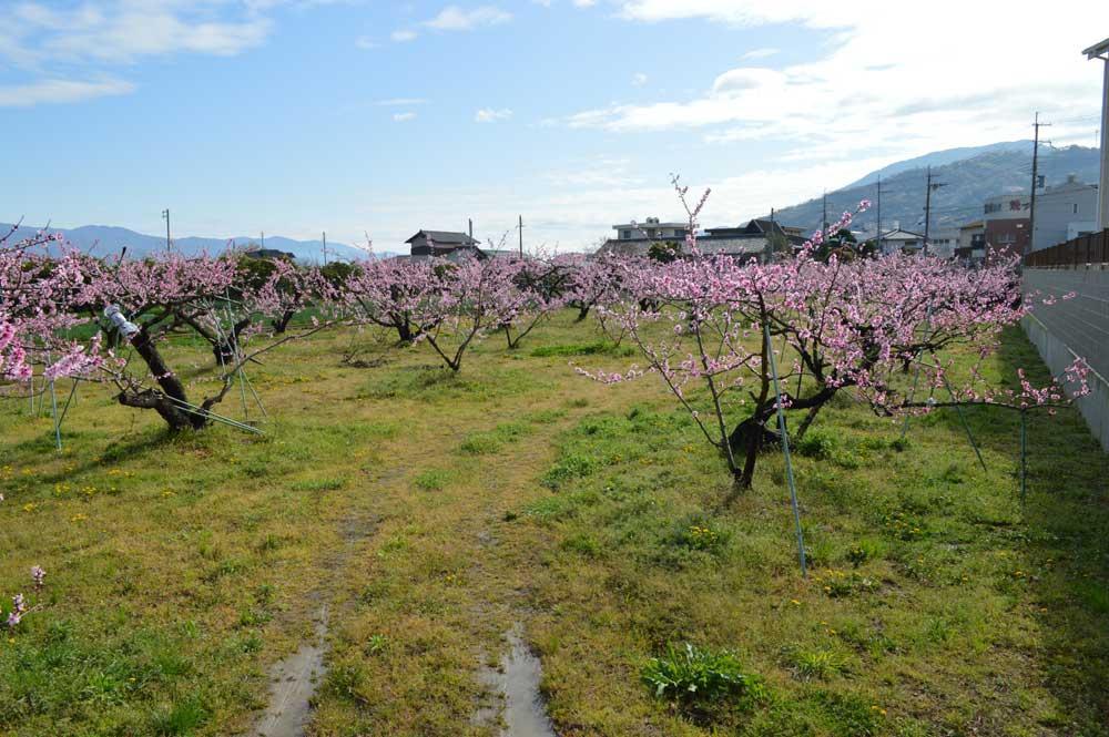 ［先行予約］訳あり桃 約4kg 12～18玉入り 和歌山県産日川、白鳳、清水白鳳、川中島等