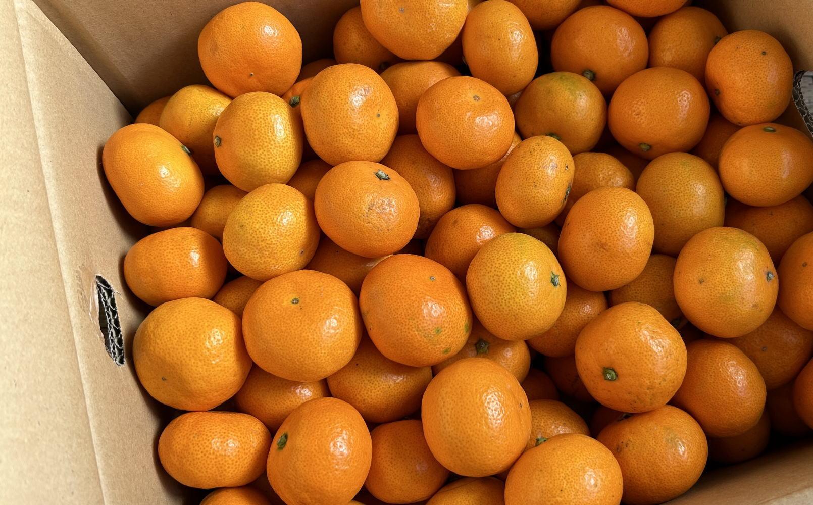 [秀品]和歌山有田みかん約5kg(2Sサイズ) ★2026年11月中旬頃より順次発送［TM83］