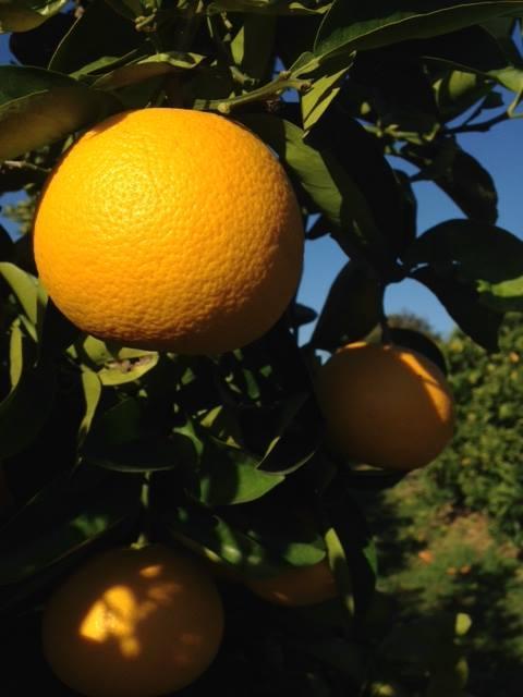 ご家庭用八朔（はっさく）約10kg（箱の重さ含む）【2026年1月20日～発送】