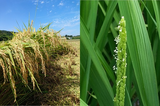 和歌山県産にこまる１0キロ（５キロ２袋）