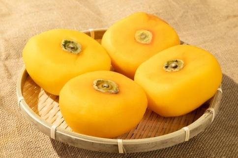 生渋柿たね無 あんぽ柿用T軸枝無約1.5～2kg　6～12玉＜2026年10月中旬～11月上旬ごろ順次発送＞【ART14】